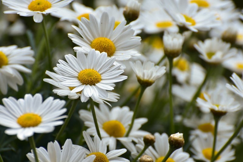 Flower in Garden