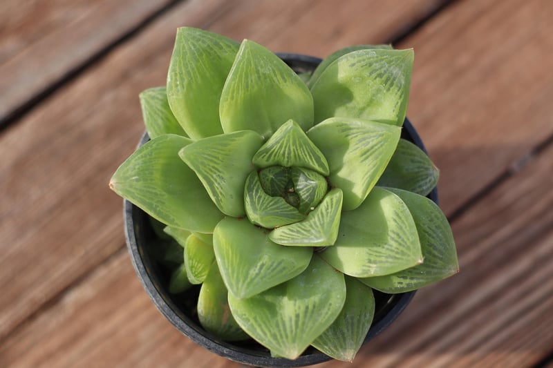 Haworthia Succulent