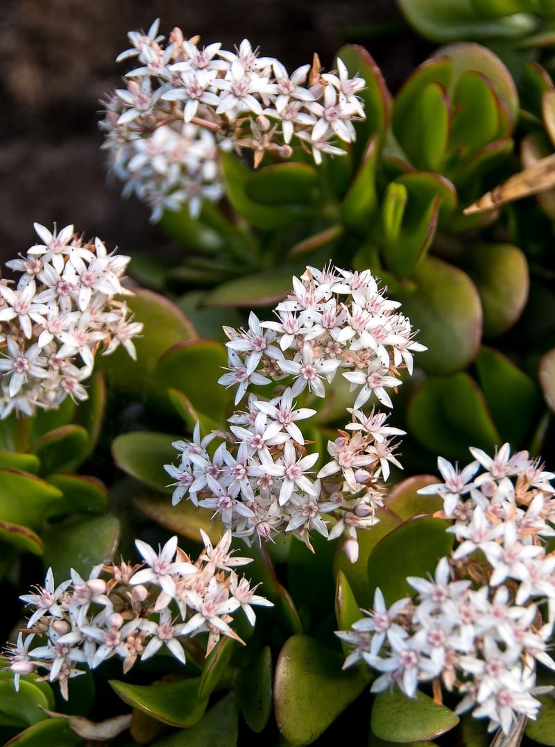 Jade Plant Succulent