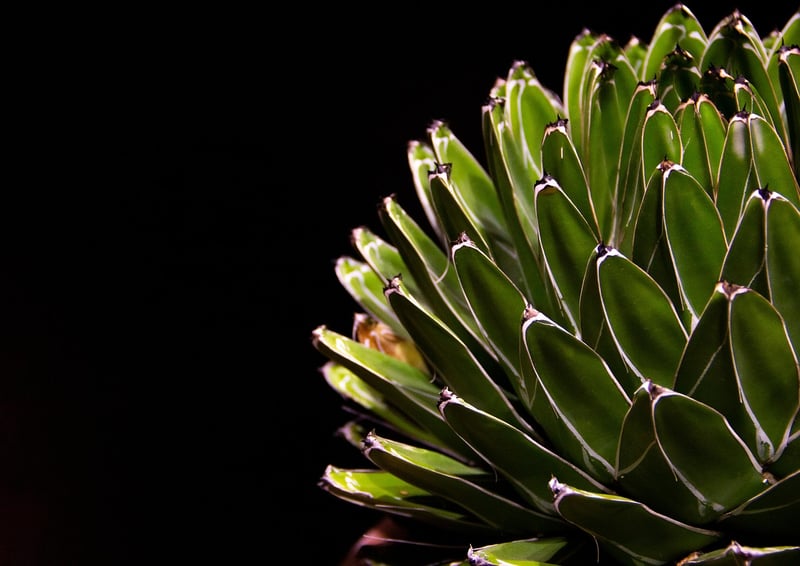 Botanical Art